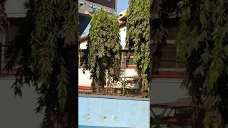 Bhagyashree Patwardhan House Juhu  Mumbai bulandi [upl. by Pirbhai]