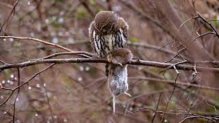 pygmy owl pellet iris1 thm2 [upl. by Alit]