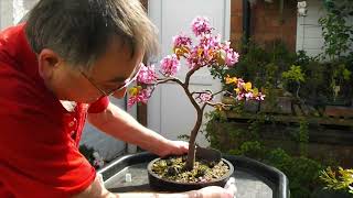 90 Cercis Siliquastrum Judas Tree  Tree of the month competition Blossom Time [upl. by Brost]