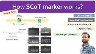 What are SCoT markers How they work how to use and interpret results [upl. by Sihunn]