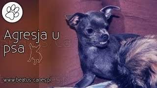 Agresja u psa [upl. by Pozzy]