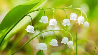 How to Grow Lily of the Valley [upl. by Niuq]