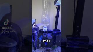 Fresh water deposit salt aquarium 😁 coralreef marineaquarium reeftank coral reef nanotank [upl. by Etaner137]