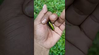 the largest shiny beetle I have ever found of its kind insects nature beautifulinsects [upl. by Shabbir]