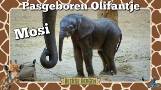 Beekse Bergen Olifantje Mosi geboren 🐘 [upl. by Lleinnad]