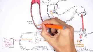 Bilirubin Metabolism [upl. by Symer821]