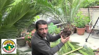 How to Relocate a Sago Palm  Cycas Revoluta [upl. by Hamilah305]