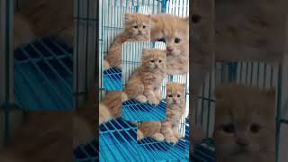 persian cat price in Bangladesh pet shop pretty birds Katabon animal market [upl. by Oryaj499]