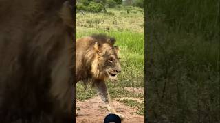 Lions Pride 🔥🦁🦁🔥 animals wildlife shortsfeed viralvideo [upl. by Ardnaxela]