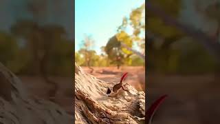 The goldentailed gecko Strophurus taenicaudis a species of lizards in family of Diplodactylidae [upl. by Assetan]