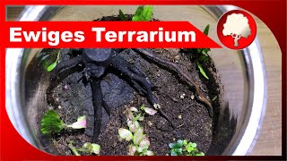 Ewiges Terrarium  Pflege und Umgestaltung nach über einem Jahr  Großstadtgärtnern [upl. by Hymen]