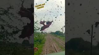 Live big donkey hit with fastest train his flesh blown away in the air live donkey train yt [upl. by Nahsyar]