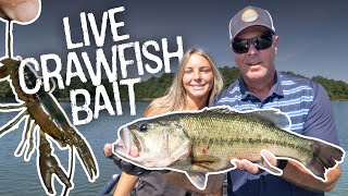 Using Live Crawfish for Bait  Nolin River Lake [upl. by Ah]