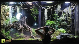 A Mantis Mating Disaster amp Crisis in My Giant Rainforest Vivarium [upl. by Hyatt108]