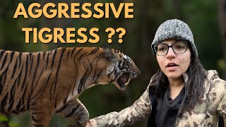 Are Tigers thieves too  Bandhavgarh Tiger Reserve  ATR DAILY VLOG  38 [upl. by Eleon355]