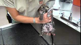 Clouded Leopard Kitten Gets Squeaky Clean [upl. by Auqinot]