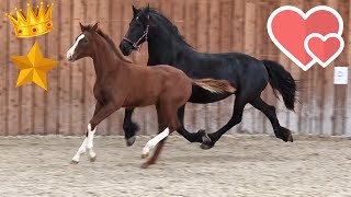 Made for each other❤️ Queen👑Uniek amp Rising Star⭐ together in the inside arena  Friesian Horses [upl. by Enos747]