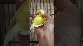 Saffrons baby mood has activated shorts pets budgies [upl. by Uchish]