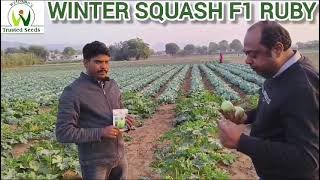 Winter Squash Ruby Ajmer Rajasthan November 2024 [upl. by Zanze]