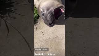 😂Neal the Seal [upl. by Asserac]