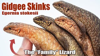 These Lizards Live Like a CloseKnit Human Family Gidgee Skinks [upl. by Tadio18]