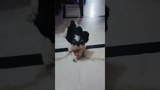 Tuffy playing with Ball 🏀shortvideo doglover [upl. by Melonie748]