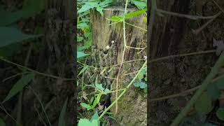 Lycoperdon perlatum  Common Pufball Mushrooms shorts nature fungi [upl. by Germayne200]