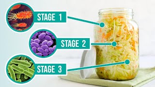 The Process of Fermentation  The 3 Crucial Stages of Fermenting Vegetables [upl. by Yevreh]