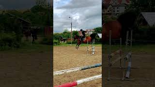 90cm jump pony Duki❤️ horse horses horselover horsepower horseriding equestrian pony ponys [upl. by Noslrac]