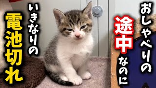 おしゃべりの途中で急に電池が切れて寝落ちしちゃう子猫 [upl. by Posehn863]