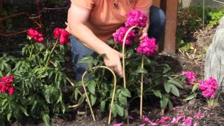 How to Stake Peonies  Grow Guru [upl. by Ashely347]