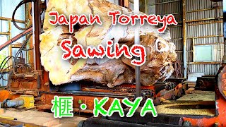 Japan Torreya Sawing日本の榧のきです。 [upl. by Hickey782]