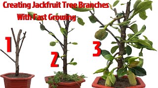 Create Jackfruit Tree Branches With Fast Growing Onions and Aloe Vera 100 Success [upl. by Tapes422]