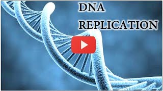 DNA Replication Animation  Super EASY [upl. by Altheta]