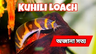 Ultimate Kuhli Loach Care Guide  Feeding Tips amp Tank Setup  No CO2 Planted Tank [upl. by Warfield]