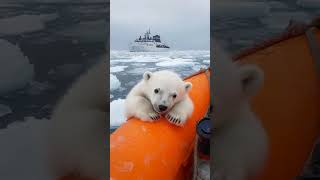 The Arctic team watched from a safe distance as a polar bear crossed their path [upl. by Bust979]