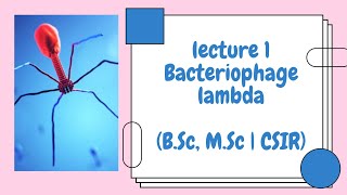 Bacteriophage Lambda  Lecture 1 Introduction [upl. by Niuqram319]