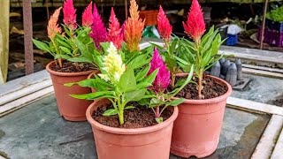 How to grow celosia from seedsসেলোসিয়ার বীজ থেকে চারা তৈরি পদ্ধতি [upl. by Llesig]