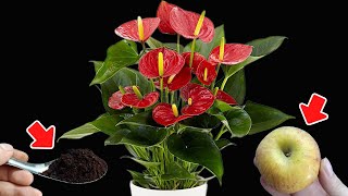 Only do it once The weak ANTHURIUM immediately bloomed a hundred times more than normal [upl. by Zelda]