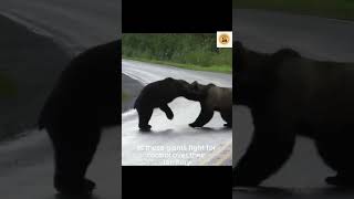 Bear Fight  Intense Clash Between Two Brown Giants BeaFight Short AggressiveWildlifeChannel [upl. by Maiah]