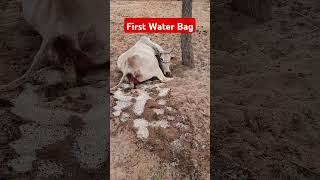 Cow first water bag veterinary vetguruji viralshorts [upl. by Notlehs209]