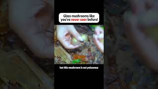 Glass mushrooms like youve never seen before food cooking [upl. by Adamson849]