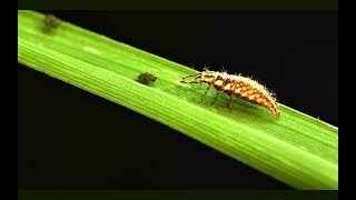 Organic cannabis pest management with Lacewing Larvae is totally METAL [upl. by Lak96]