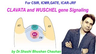 CLAVATA and WUSCHEL gene Signalling [upl. by Obellia948]