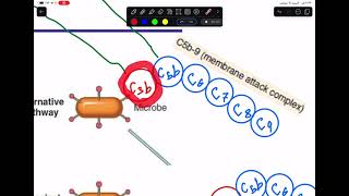 Complement System [upl. by Idnahs]