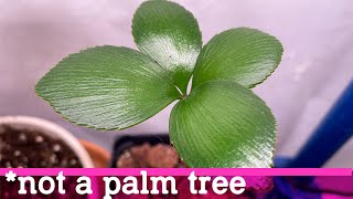 Grow cardboard palms from seed zamia furfuracea [upl. by Moclam207]