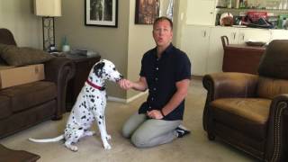 Counterconditioning to Help Dogs Get Over a Fear of Fireworks [upl. by Eldridge]