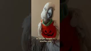 Featherless parrot fall in love with Halloween costumes parrot hollowencostume edit animals [upl. by Julieta]