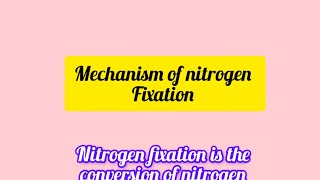 Mechanism of nitrogen fixation shortsfeed shorts youtubeshorts nitrogenfixation [upl. by Willabella]