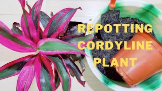 HOW TO REPOT CORDYLINE PLANTTI PLANTLUCKY PLANT  TRANSPLANTING DRACAENA CORDYLINE PLANT [upl. by Dix]